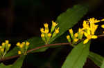 Wreath goldenrod